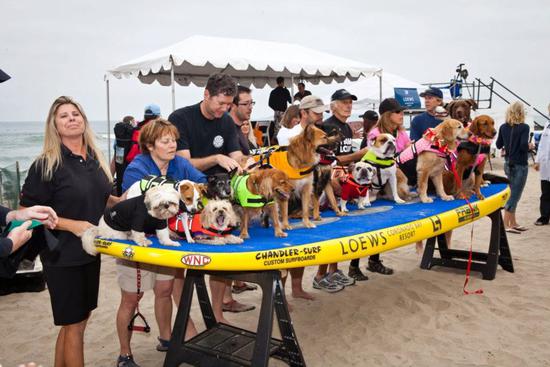 圖片版權(quán):Dale Porter Loews Surf Dog Competition